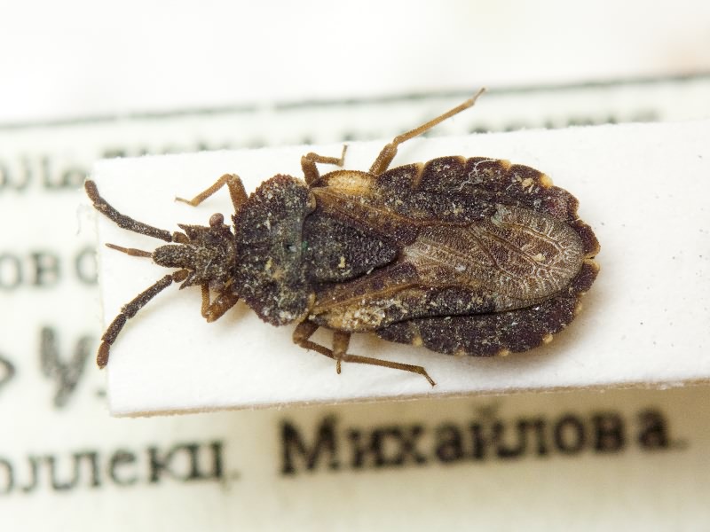 Aradus corticalis (Linnaeus, 1758)